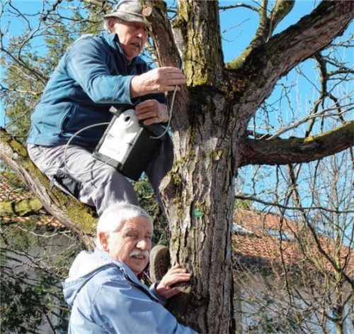 An einem Baum des Panger Schulhofs fixierten Vereinsvorsitzender Hans Demberger und sein Stellvertreter Peter Dinzenhofer (oben) einen Nistkasten für Meisen.Foto Knarr