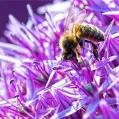 Bienenfreundlich in den Frühling