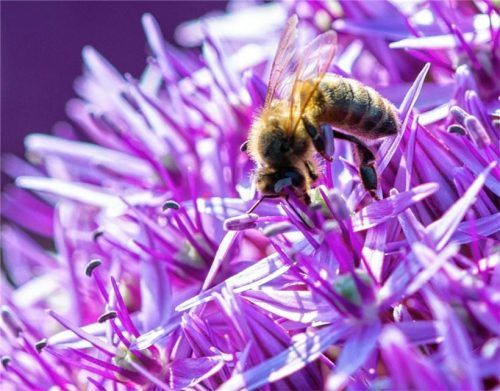 Die Allium ‚Globemaster‘ ist ein wahrer Bienenmagnet.