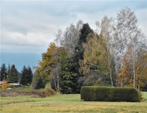 Die Filzengebiete der Gemeinde sind sensible Schatzkammern der Natur. Wo sie am sinnvollsten aufgewertet werden, soll zunächst untersucht werden.