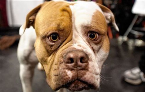 Ein American Bulldog (Symbolbild) hat womöglich in Schechen eine junge Frau verletzt, die ihren Hund vor dem Angriff des Tieres retten wollte. Foto dpa