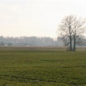 Eschen ohne Chance
