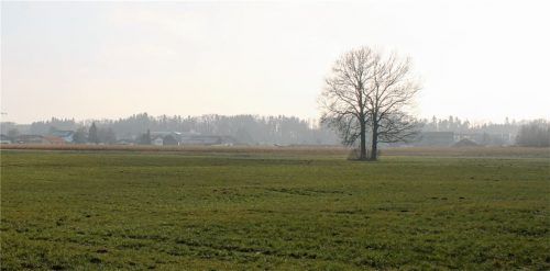 Ein prägendes Landschaftszeichen waren die beiden alten Eschen, die gefällt wurden. Langfristig waren sie nicht zu retten. Foto Riediger