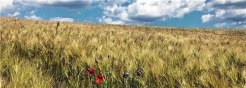 Fast jeder landwirtschaftliche Betrieb macht sich Gedanken, wie er sich für die Zukunft aufstellen soll. Foto bbv