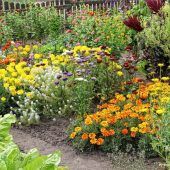 Ein „Blüten-Mehr“ für Bienen