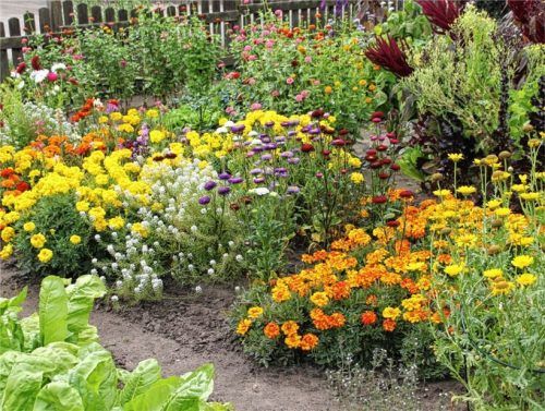 Je mehr Blüten im Garten, desto besser ist es für Bienen, Hummeln und Co. Foto djd/Deutscher Imkerbund e.V./Lakermann