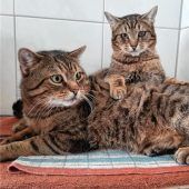 Kater-Freunde gibt es nur im Doppelpack