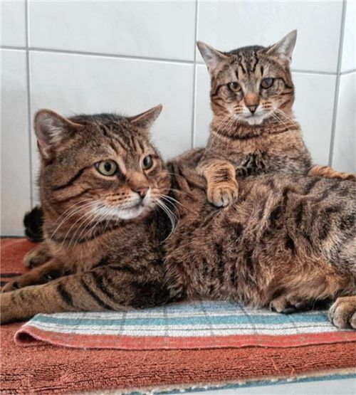 Muffin (vorne) und Messie suchen ein neues Zuhause. Foto Re