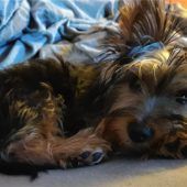 Die Hunde und die Hells Angels