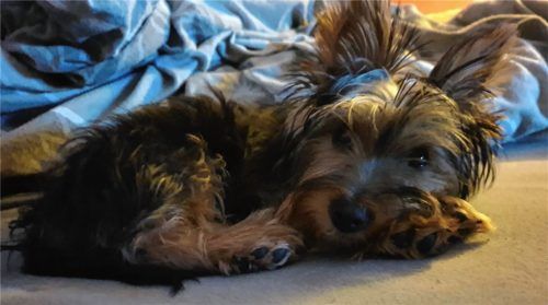Opfer einer Kampfhund-Attacke: Der kleine Yorkshire-Terrier „Ricky“ hatte keine Chance. Foto privat