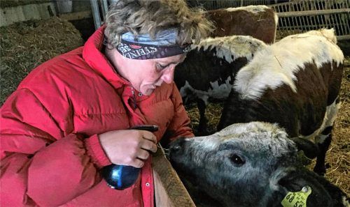 Ungefährlich, aber äußerst hilfreich: Gertraud Angerpointner aus Anger behandelt ihre Tiere seit 25 Jahren mit Homöopathie.