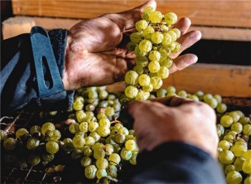 Während des Trocknens verlieren die Trauben 80 Prozent ihres Volumens.