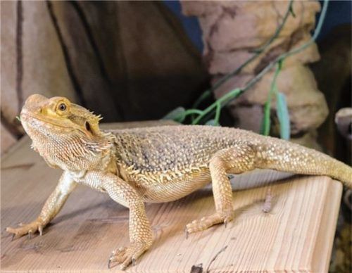 Wie alt Bartagame Willi ist, wissen auch die Tierheim-Mitarbeiter nicht. Foto Re