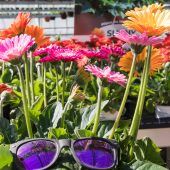 Bunte Farbtupfer für Garten und Terrasse