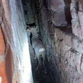 Reh aus der Klemme befreit Faustschläge  im Aufwachraum  Polizei fasst Tankbetrüger Stolpersteine in Penzberg
