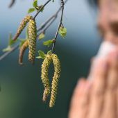 Kaum Schonzeit für Allergiker