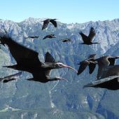 Rückkehr der Waldrappen