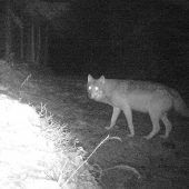 Wolf im Allgäu gesichtet
