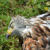 Greifvogel wurde vergiftet