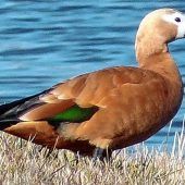 Seltene Rostgans in Kolbermoor gesichtet