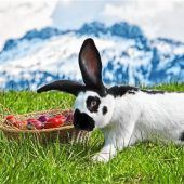 Osterhase genießt noch die Ruhe