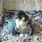 Drei Jungfalken sind geschlüpft