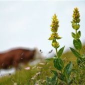 Alm-Idylle in Gefahr