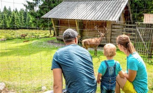 An Gehegen kann die ganze Familie entspannt heimische Tiere, wie das Rotwild, beobachten. Foto djd/Zweckverband Steinwald-Allianz