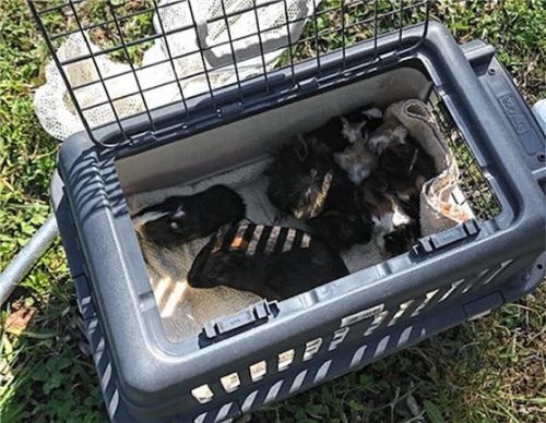 Ausgesetzt: Die sieben Meerschweinchen wurden unter einem Strauch nahe der Mangfall gefunden. Foto Re