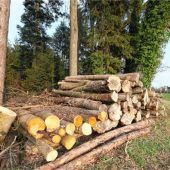 Mit GPS gegen Holzklau