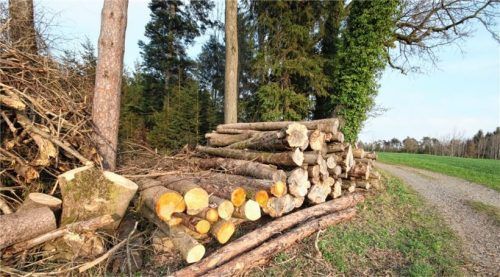 Begehrter Rohstoff: Holz könnte bald noch wichtiger werden als sonst. Foto Hadersbeck