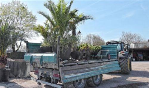 Bereit für den Frühling: Ein Traktor ist mit Palmen und Heckenelementen beladen. Fotos Schlecker