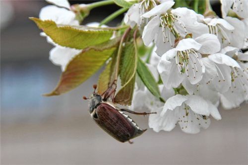 Bis zu sieben Zentimeter groß können die Maikäfer in der Region werden. Foto Schmidt