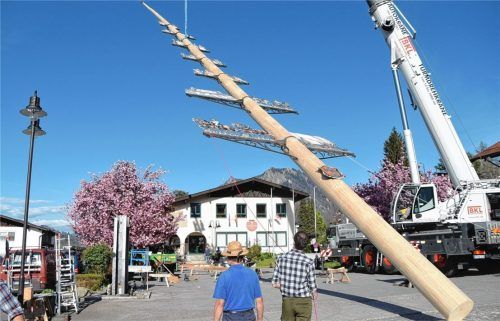 Der Maibaum in Flintsbach wiegt 4,2 Tonnen. Da ist es besser, die Stabilität prüfen zu lassen. Foto Ruprecht