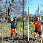Fünf Bäume ziehen in Spinnereipark