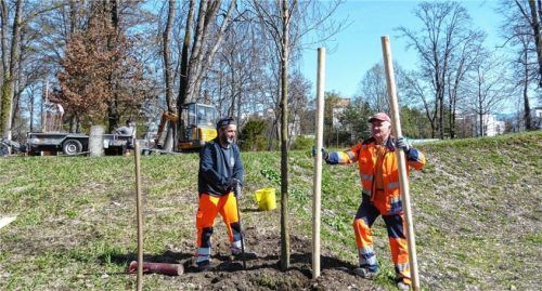 Die Bauhofmitarbeiter Ibraimi Rijad (links) und Michael Schmid kümmern sich um die Baumumpflanzung.Foto Riediger