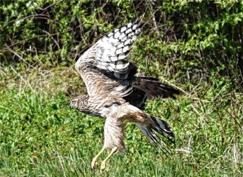 Die Kornweihe beim Abflug von Erwin Heigl Foto Erwin Heigl