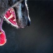 Schutzstatus für Wolf ein Thema