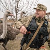 Der Falke behält gegen die Taube die Oberhand
