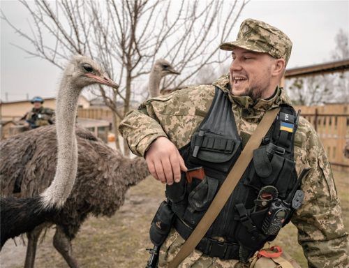 Freiwillige und Soldaten versuchen, die überlebenden Tiere des Zoos im nördlich von Kiew gelegenen Jasnohorodka in Sicherheit zu bringen. Die Aktion musste frühzeitig abgebrochen werden, da der Beschuss des russischen Militärs in der Region wieder aufgenommen wurde. Foto dpa