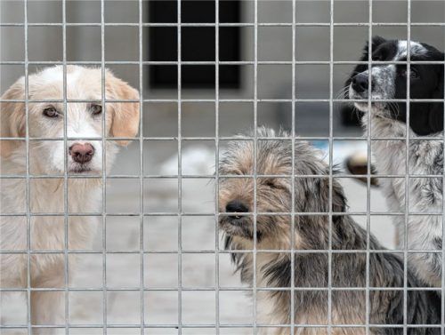 Gänzlich unschuldig sind diese Mischlingswelpen.Fotos dpa