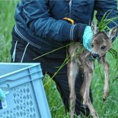 Veterinäramt fordert Rücksicht gegenüber den Wildtieren