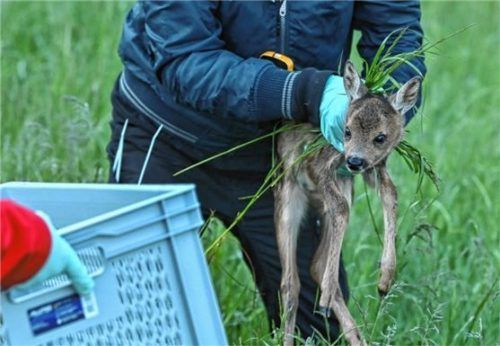 Im Raum Rosenheim und Traunstein haben sich mittlerweile mehrere Vereine gegründet, die Rehkitze vor dem Tod durch landwirtschaftliche Maschinen bewahren wollen. Foto dpa