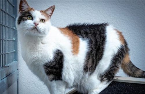 Issy ist teilweise sehr kuschelbedürftig. Foto Re