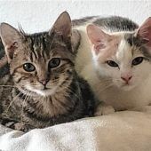 Wer bietet Lina und Leni ein Zuhause?