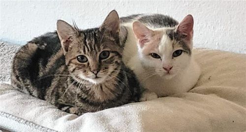 Lina und Leni sind zwei Europäisch Kurzhaar-Katzen, die gemeinsam ein Zuhause mit viel Geduld und Liebe suchen.Foto re