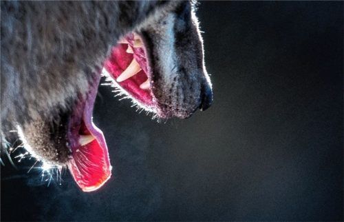 Mit einem Vorstoß an die Staatsregierung will die Mehrheit des Kreistags erreichen, dass der Schutzstatus des Wolfes verringert wird. Foto dpa