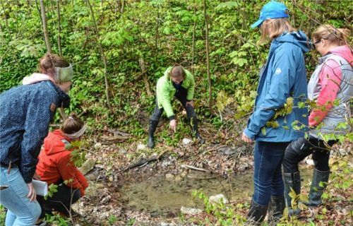 Projektkoordinatorin Malvina Hoppe vom LBV zeigt den Freiwilligen die Feuersalamanderlarven, die sich in dem kleinen Gewässer nahe Nußdorf befinden. Foto Koppetsch