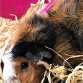 Vier Brüder suchen ein Zuhause