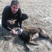 Dem Wolf auf der Spur